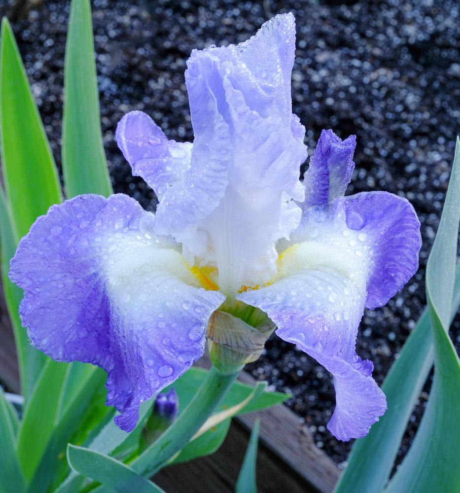 Photo of Tall Bearded Iris (Iris 'Clarence') uploaded by AnnKNCalif