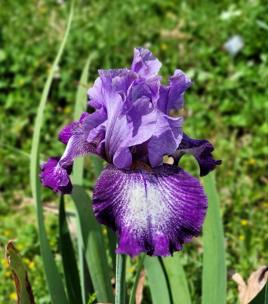Photo of Tall Bearded Iris (Iris 'Promises Kept') uploaded by Bitoftrouble