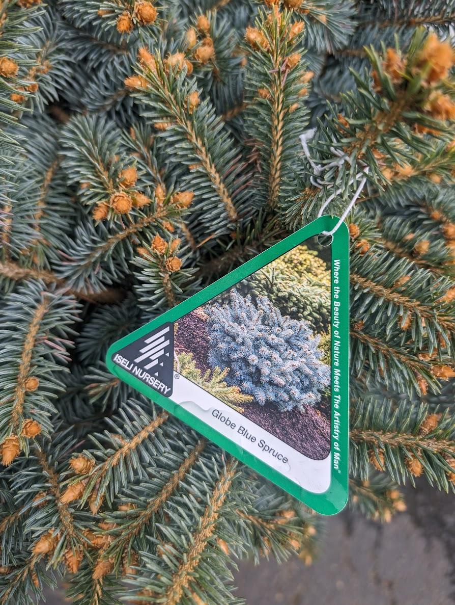 Photo of Blue Spruce (Picea pungens 'Glauca Globosa') uploaded by Joy