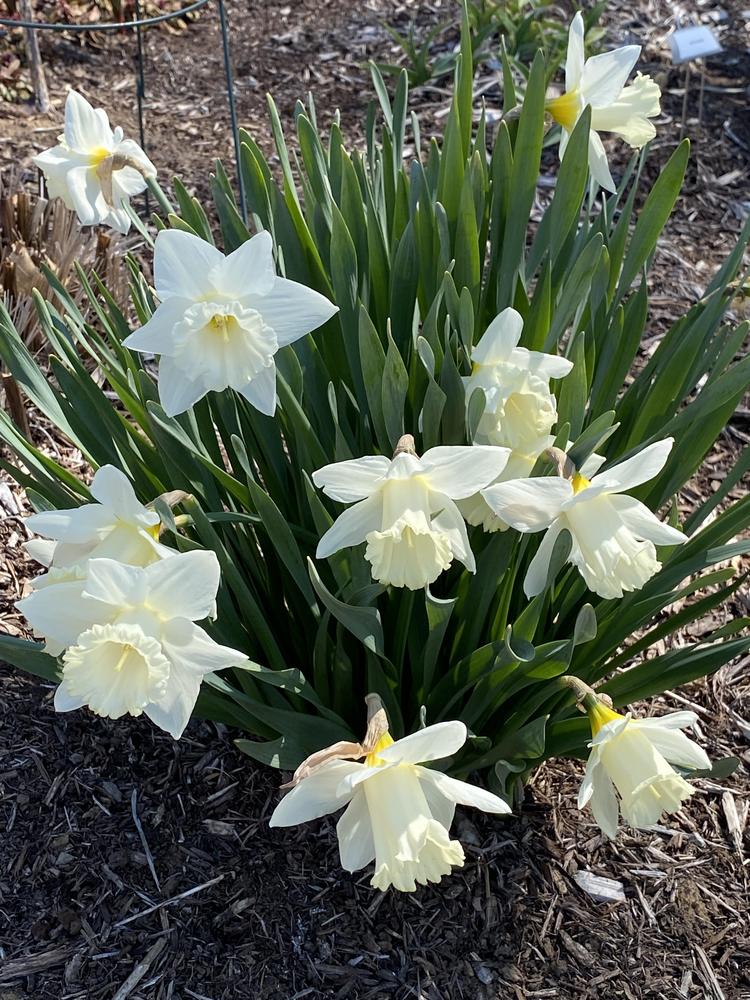 Photo of Trumpet Daffodil (Narcissus 'Mount Hood') uploaded by Legalily