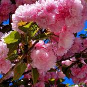 Japanese flowering cherry # 248 nn; LHB page 542, 95-44-29, "Clas