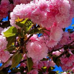 Location: Southern Pines, NC
Date: April 6, 2024
Japanese flowering cherry # 248 nn; LHB page 542, 95-44-29, "Clas