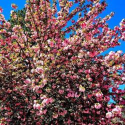 Location: Southern Pines, NC
Date: April 6, 2024
Japanese flowering cherry # 248 nn; LHB page 542, 95-44-29, "Clas