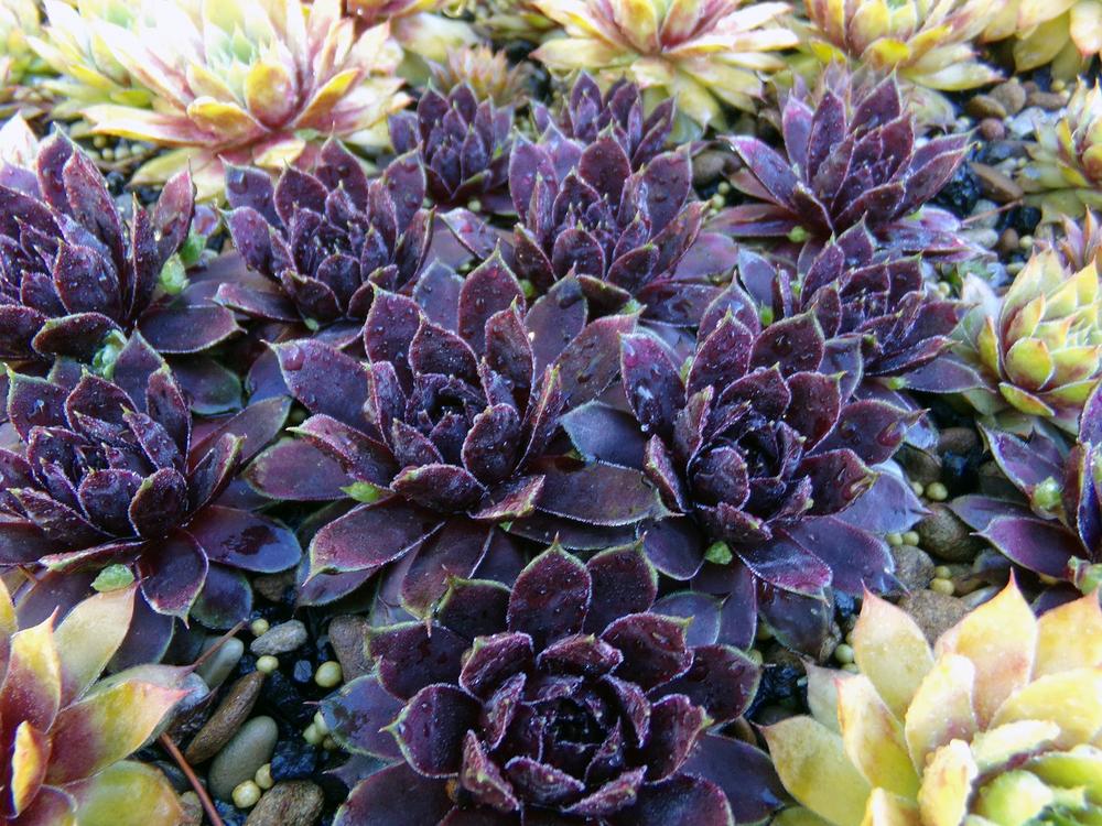 Photo of Hen and Chicks (Sempervivum 'Patent Leather Shoes') uploaded by Adana321