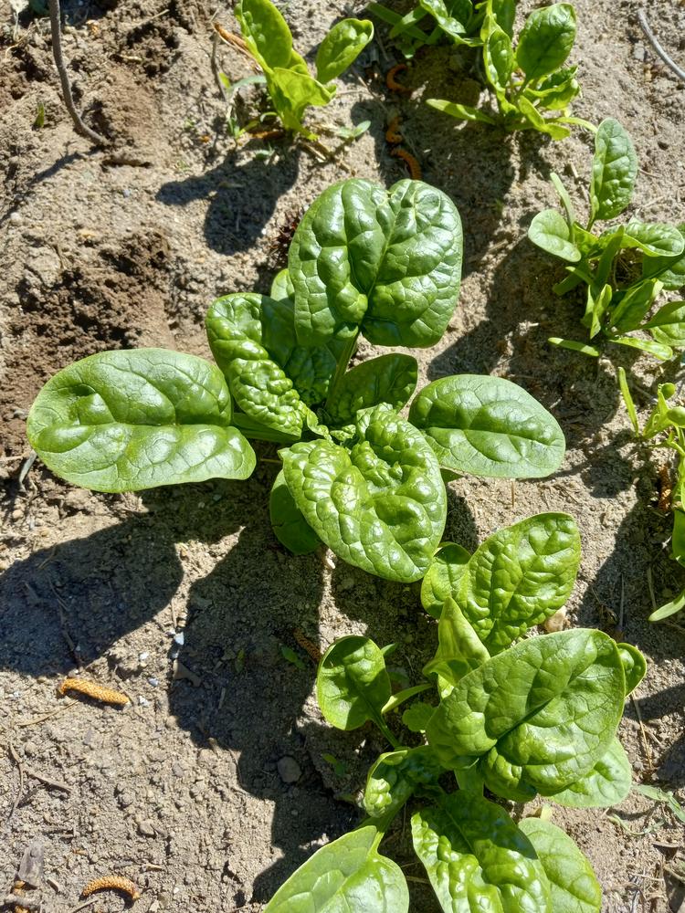 Photo of Spinach (Spinacia oleracea 'Hammerhead') uploaded by farmerdill