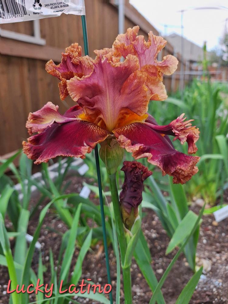 Photo of Tall Bearded Iris (Iris 'Lucky Latino') uploaded by javaMom