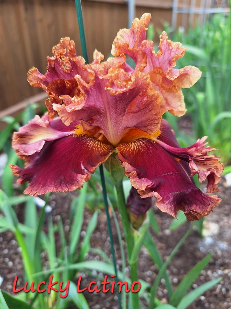 Photo of Tall Bearded Iris (Iris 'Lucky Latino') uploaded by javaMom