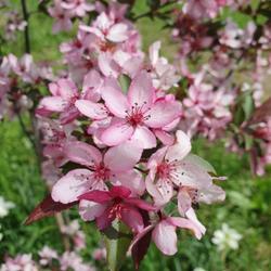 Location: Northern Italy
Date: 2024-04-04
Malus x Royal Raindrops in bloom