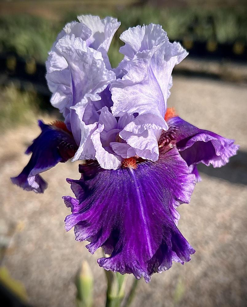 Photo of Tall Bearded Iris (Iris 'Racing Heart') uploaded by LizzyLegs