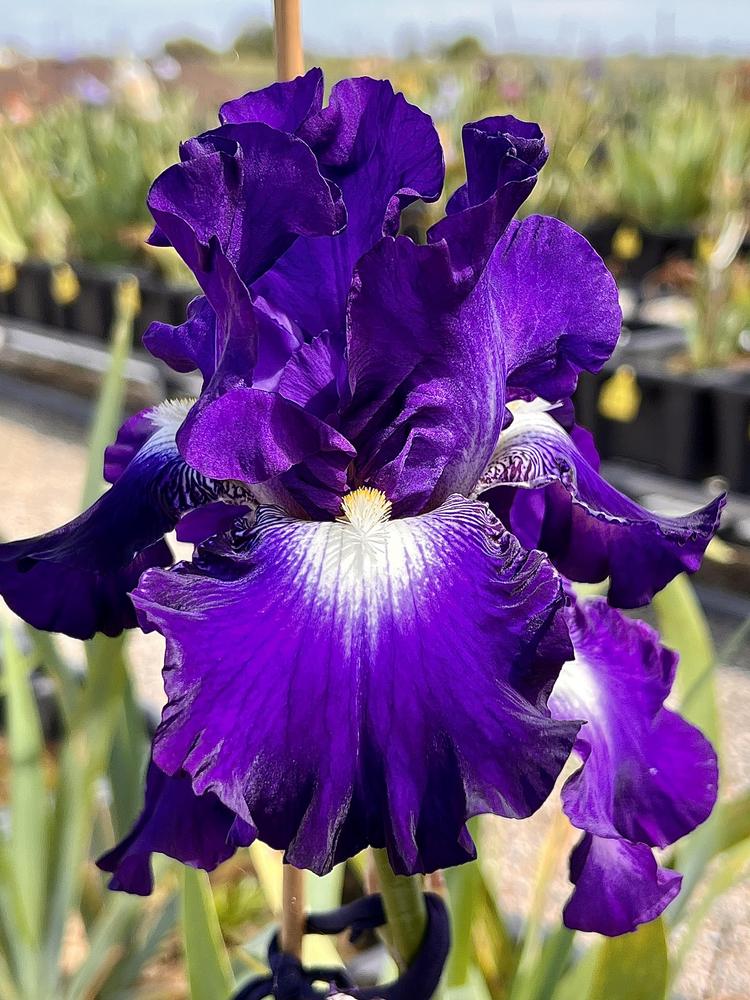 Photo of Tall Bearded Iris (Iris 'Spot Starter') uploaded by LizzyLegs