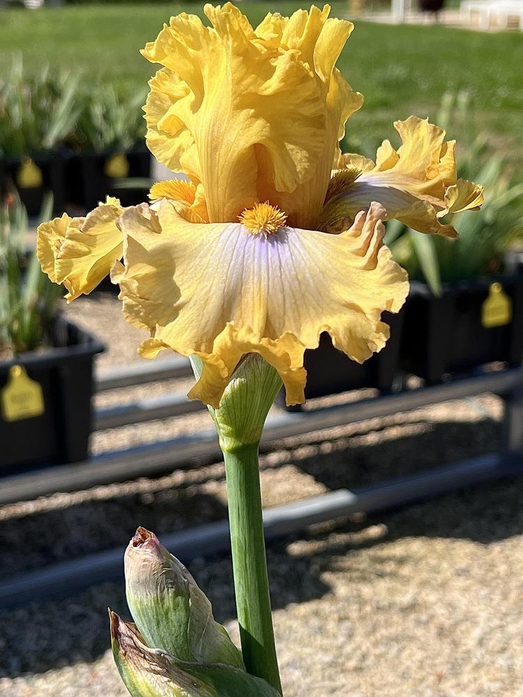 Photo of Tall Bearded Iris (Iris 'Frilled to Bits') uploaded by LizzyLegs