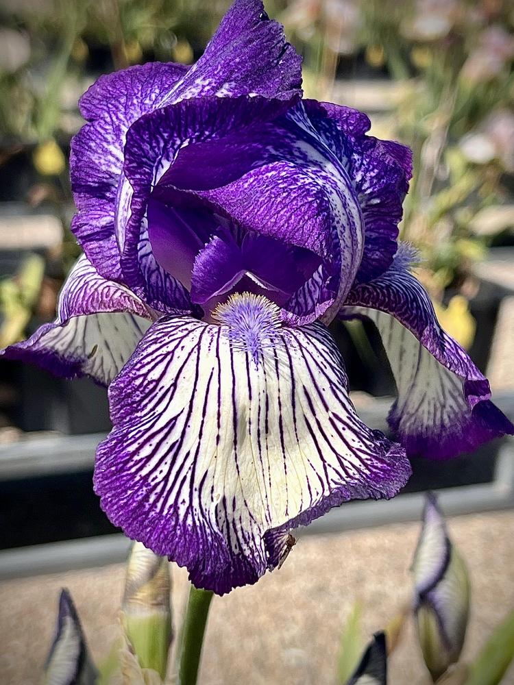 Photo of Tall Bearded Iris (Iris 'Circus Stripes') uploaded by LizzyLegs