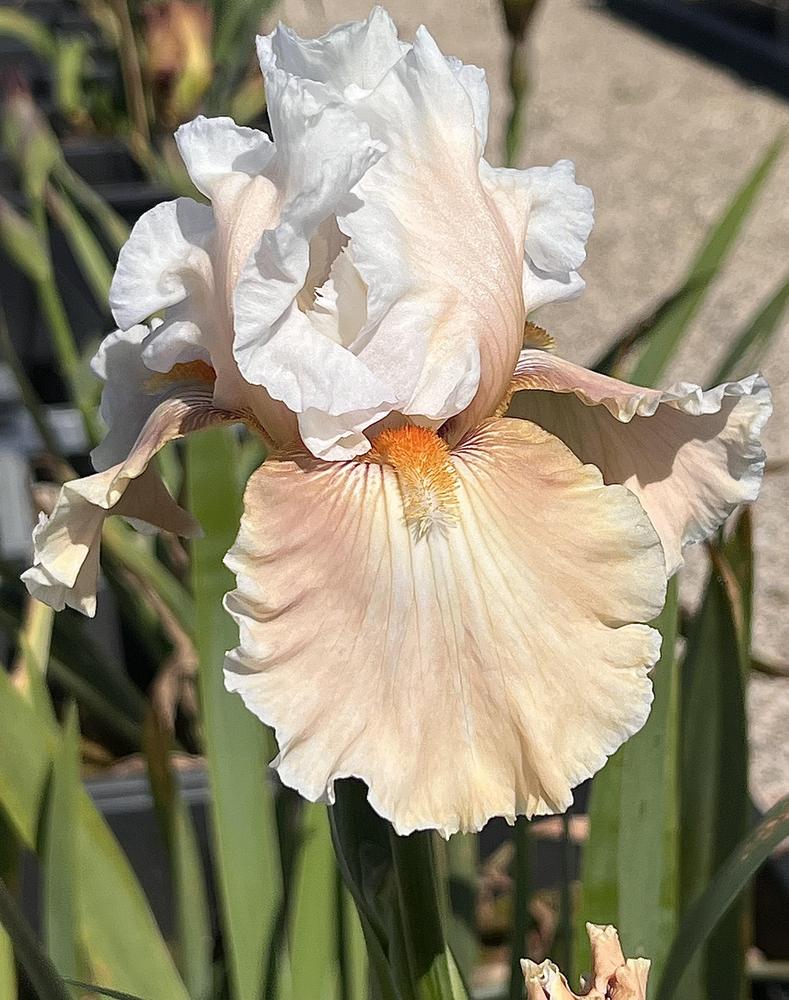 Photo of Tall Bearded Iris (Iris 'Going Home') uploaded by LizzyLegs