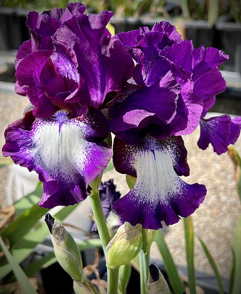 Photo of Tall Bearded Iris (Iris 'Palace Gossip') uploaded by LizzyLegs