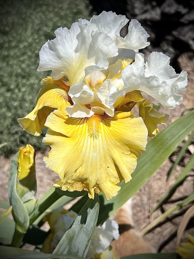 Photo of Tall Bearded Iris (Iris 'Joviality') uploaded by LizzyLegs