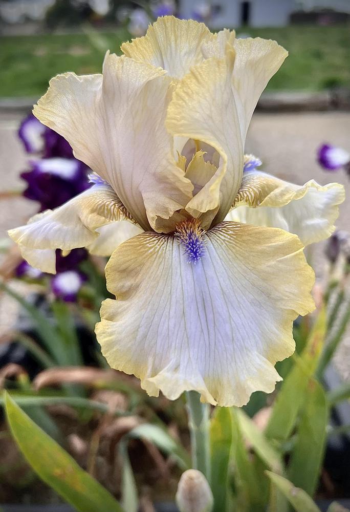Photo of Tall Bearded Iris (Iris 'Ride the Tiger') uploaded by LizzyLegs