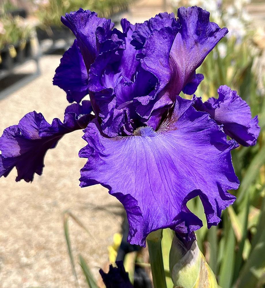 Photo of Tall Bearded Iris (Iris 'Proposal') uploaded by LizzyLegs