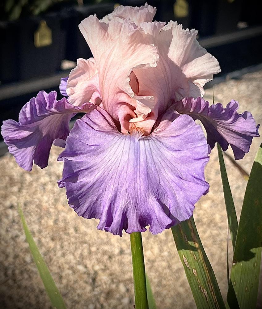 Photo of Tall Bearded Iris (Iris 'Fashionista') uploaded by LizzyLegs