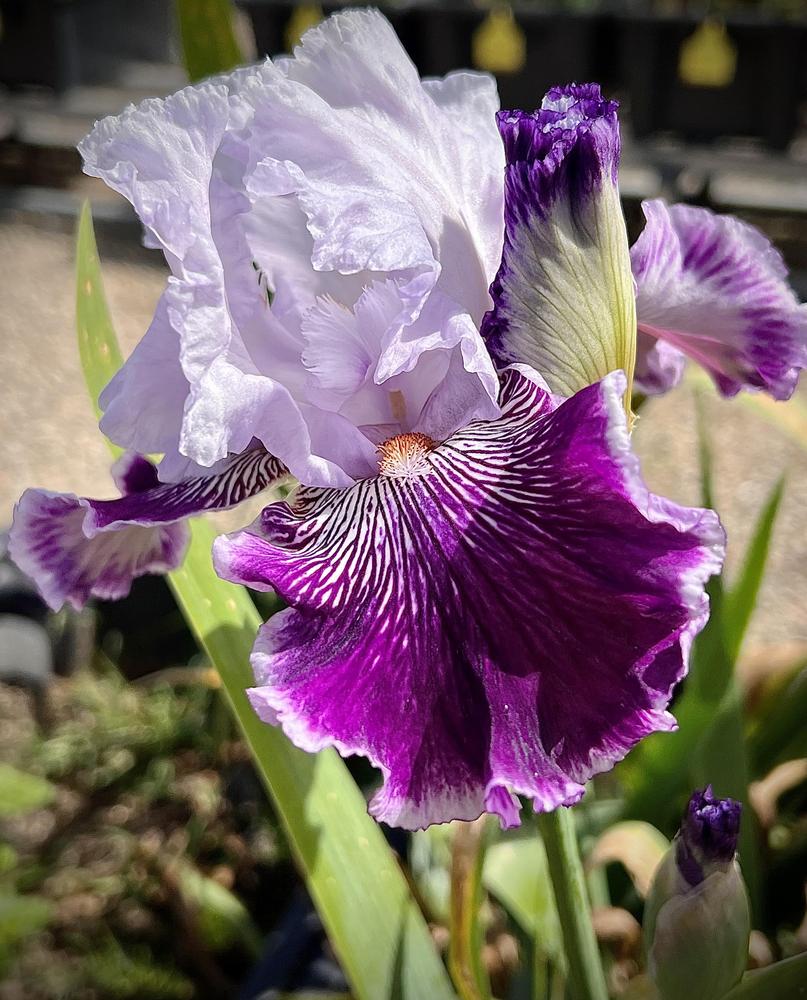 Photo of Tall Bearded Iris (Iris 'Gypsy Geena') uploaded by LizzyLegs