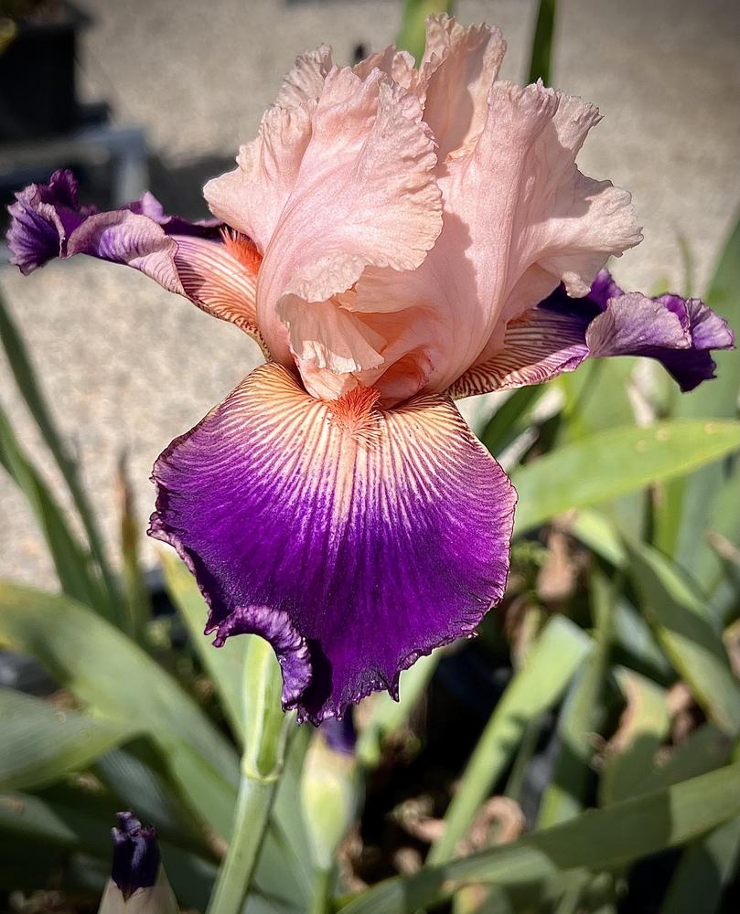 Photo of Tall Bearded Iris (Iris 'Notorious') uploaded by LizzyLegs