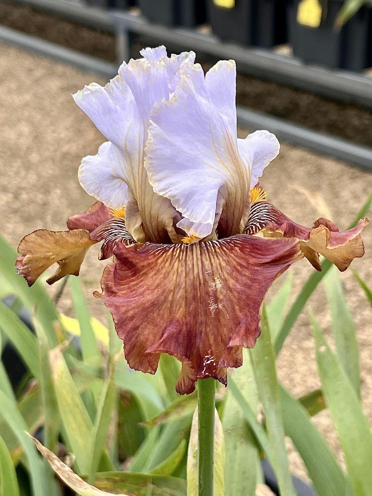 Photo of Tall Bearded Iris (Iris 'Milk in My Coffee') uploaded by LizzyLegs