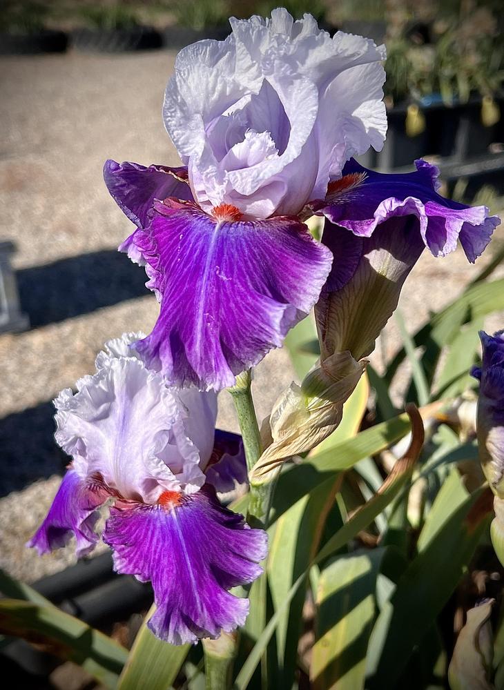 Photo of Tall Bearded Iris (Iris 'Racing Heart') uploaded by LizzyLegs