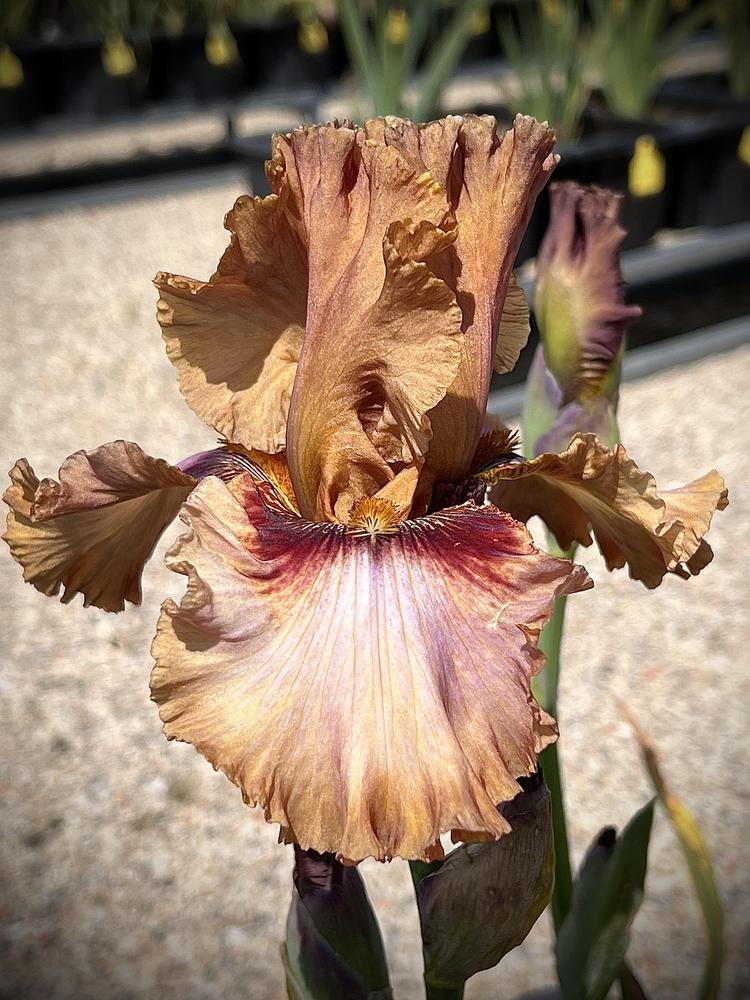 Photo of Tall Bearded Iris (Iris 'Touch of Mahogany') uploaded by LizzyLegs