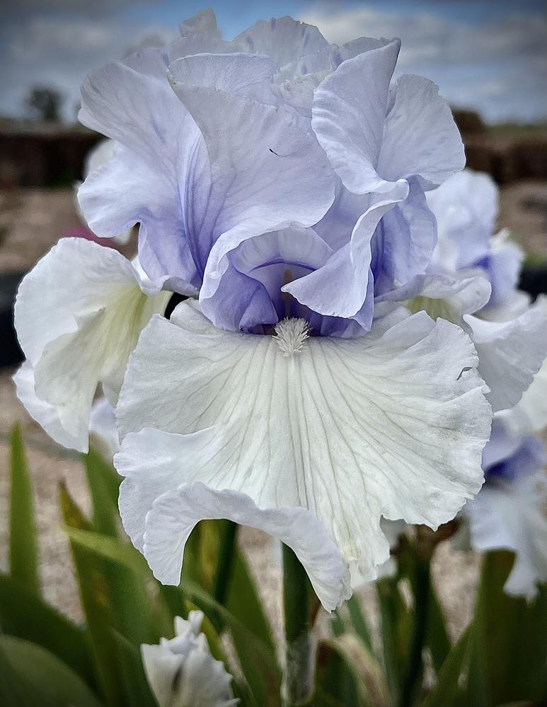 Photo of Tall Bearded Iris (Iris 'Just Magic') uploaded by LizzyLegs