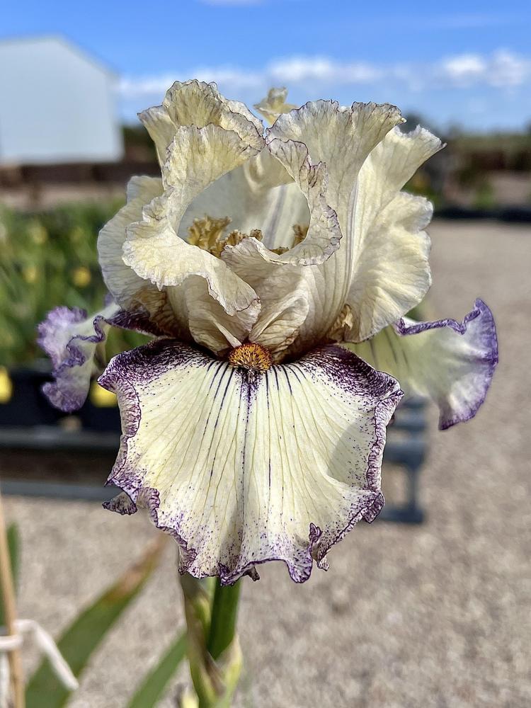 Photo of Tall Bearded Iris (Iris 'Brushwork') uploaded by LizzyLegs