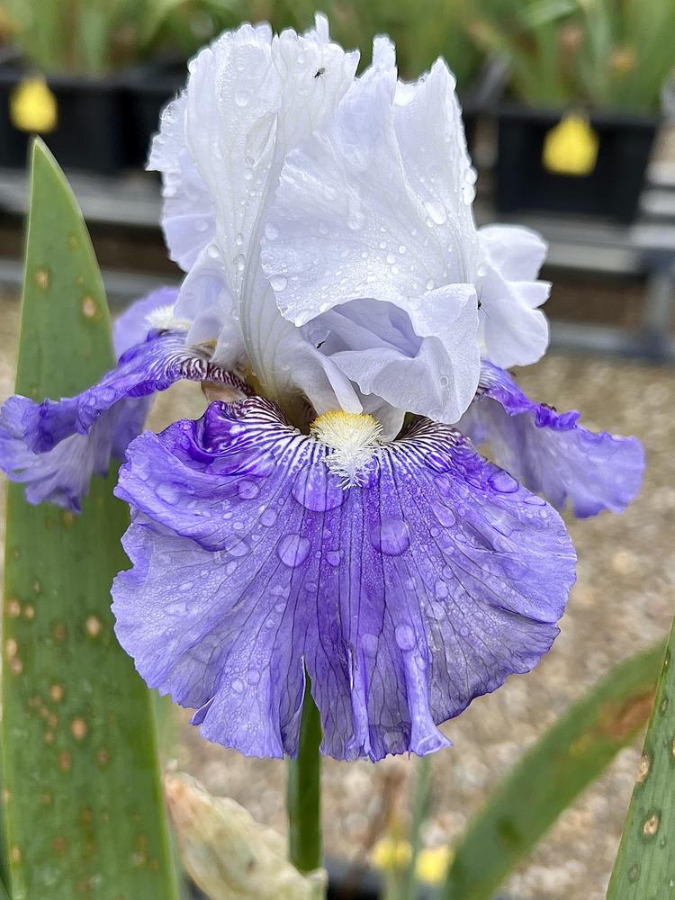 Photo of Tall Bearded Iris (Iris 'Heaven's Reply') uploaded by LizzyLegs