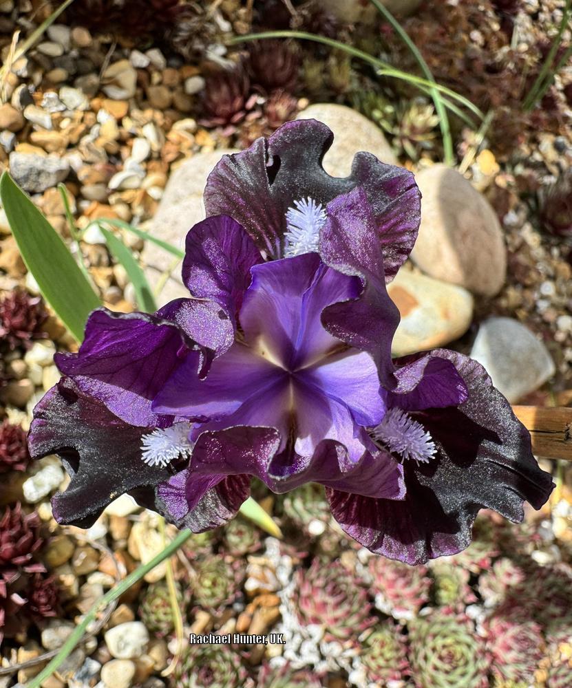 Photo of Miniature Dwarf Bearded Iris (Iris 'Black Olive') uploaded by RachaelHunter