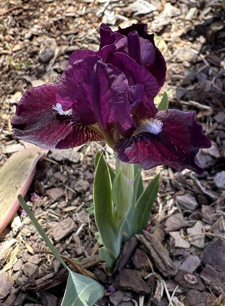 Photo of Miniature Dwarf Bearded Iris (Iris 'Black Olive') uploaded by TNLaura