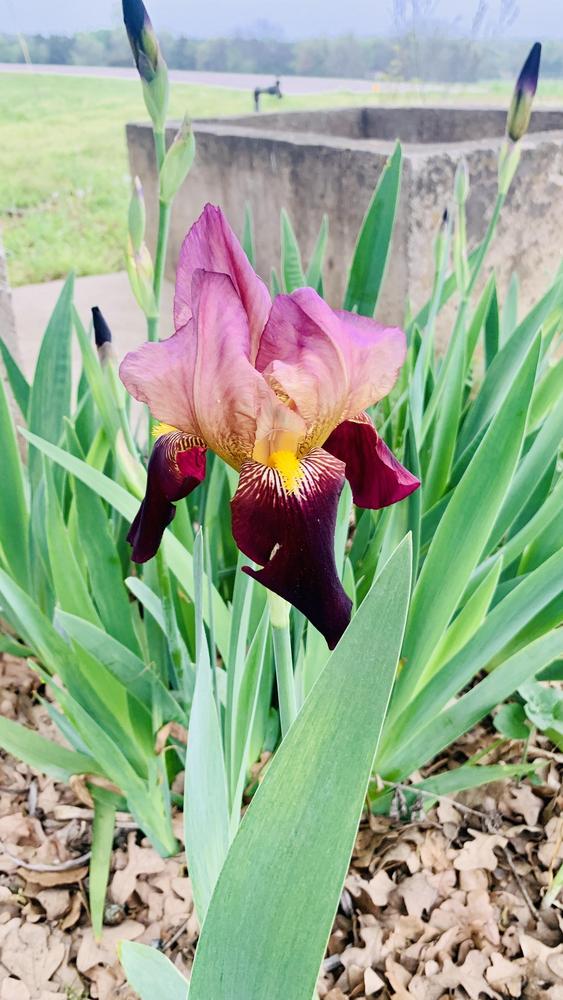 Photo of Tall Bearded Iris (Iris 'Indian Chief') uploaded by triciabontz
