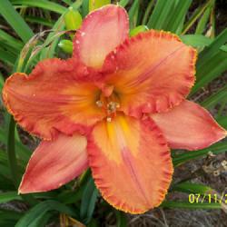Location: My garden in northeast Texas
Date: 2023-07-11
A winner ever since it arrived, lovely color, good plant habit