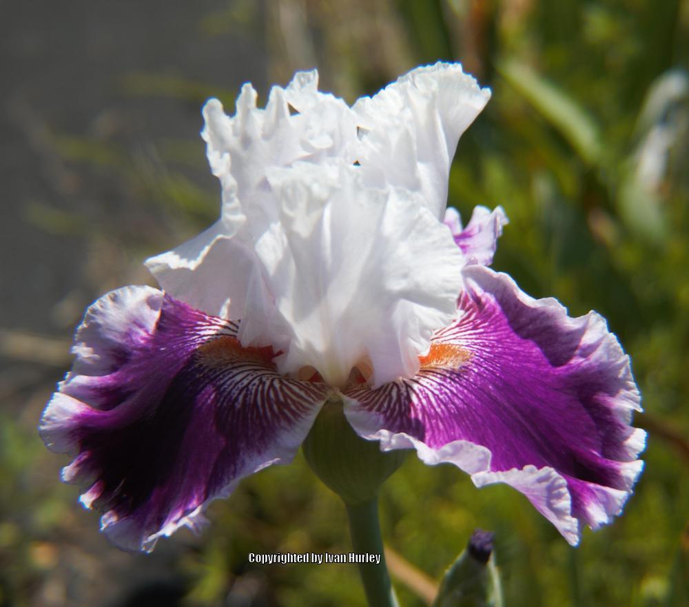 Photo of Tall Bearded Iris (Iris 'Gracious Curves') uploaded by Ivan_N_Tx