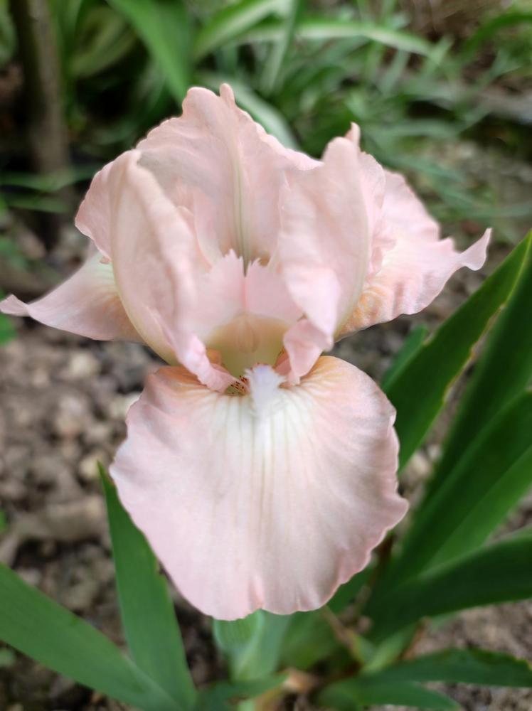 Photo of Standard Dwarf Bearded Iris (Iris 'Lili') uploaded by JozicaPL