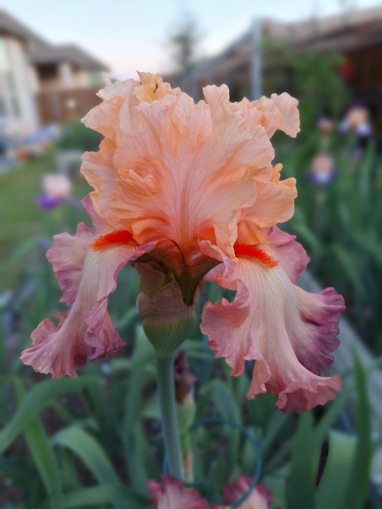 Photo of Tall Bearded Iris (Iris 'Love Me Forever') uploaded by javaMom
