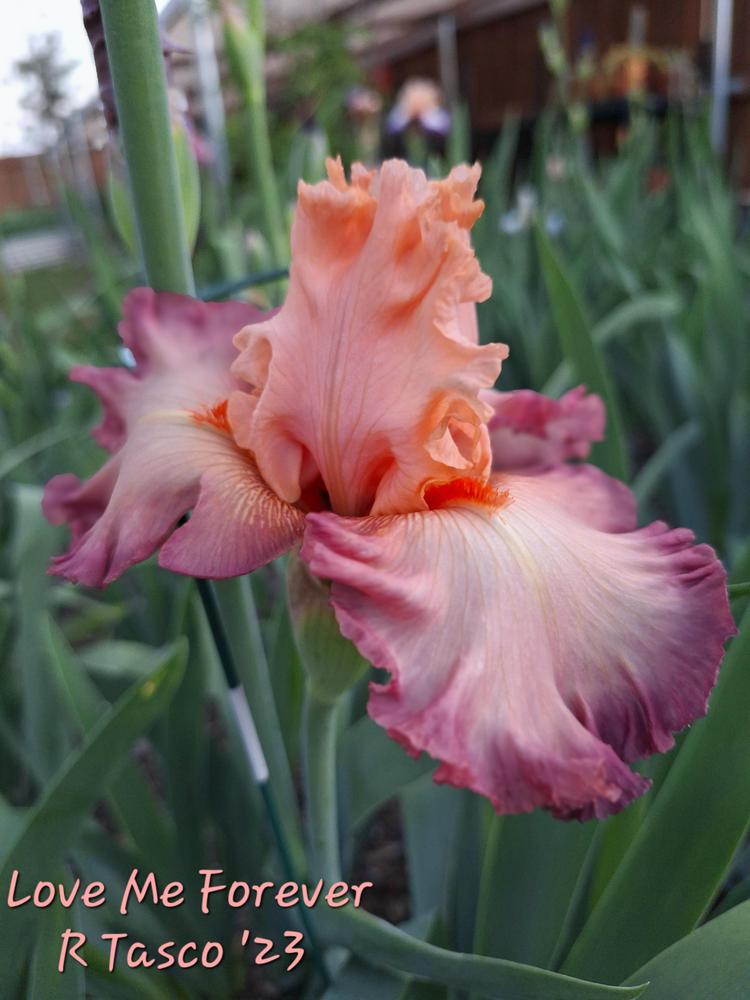 Photo of Tall Bearded Iris (Iris 'Love Me Forever') uploaded by javaMom