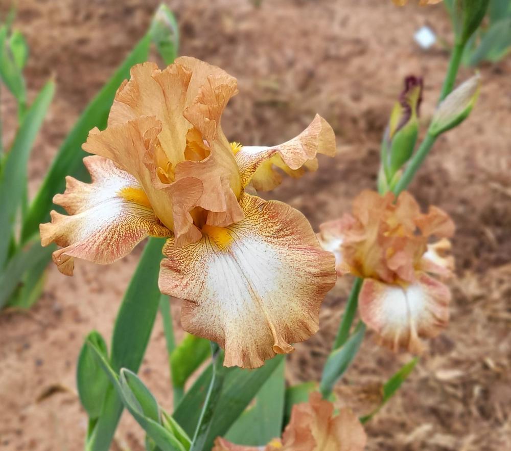 Photo of Tall Bearded Iris (Iris 'Indian Sandstone') uploaded by Bitoftrouble