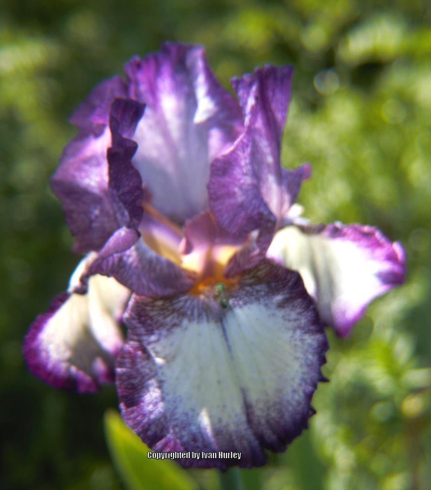 Photo of Tall Bearded Iris (Iris 'Raspberry Frost') uploaded by Ivan_N_Tx