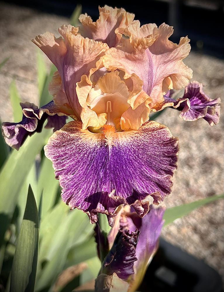 Photo of Tall Bearded Iris (Iris 'Spendthrift') uploaded by LizzyLegs
