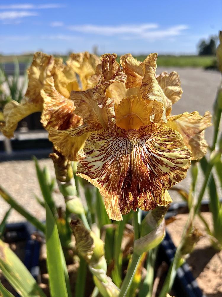 Photo of Tall Bearded Iris (Iris 'Tiger Honey') uploaded by LizzyLegs