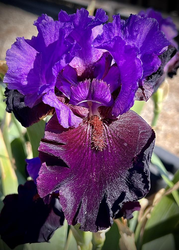 Photo of Tall Bearded Iris (Iris 'Wild Wings') uploaded by LizzyLegs