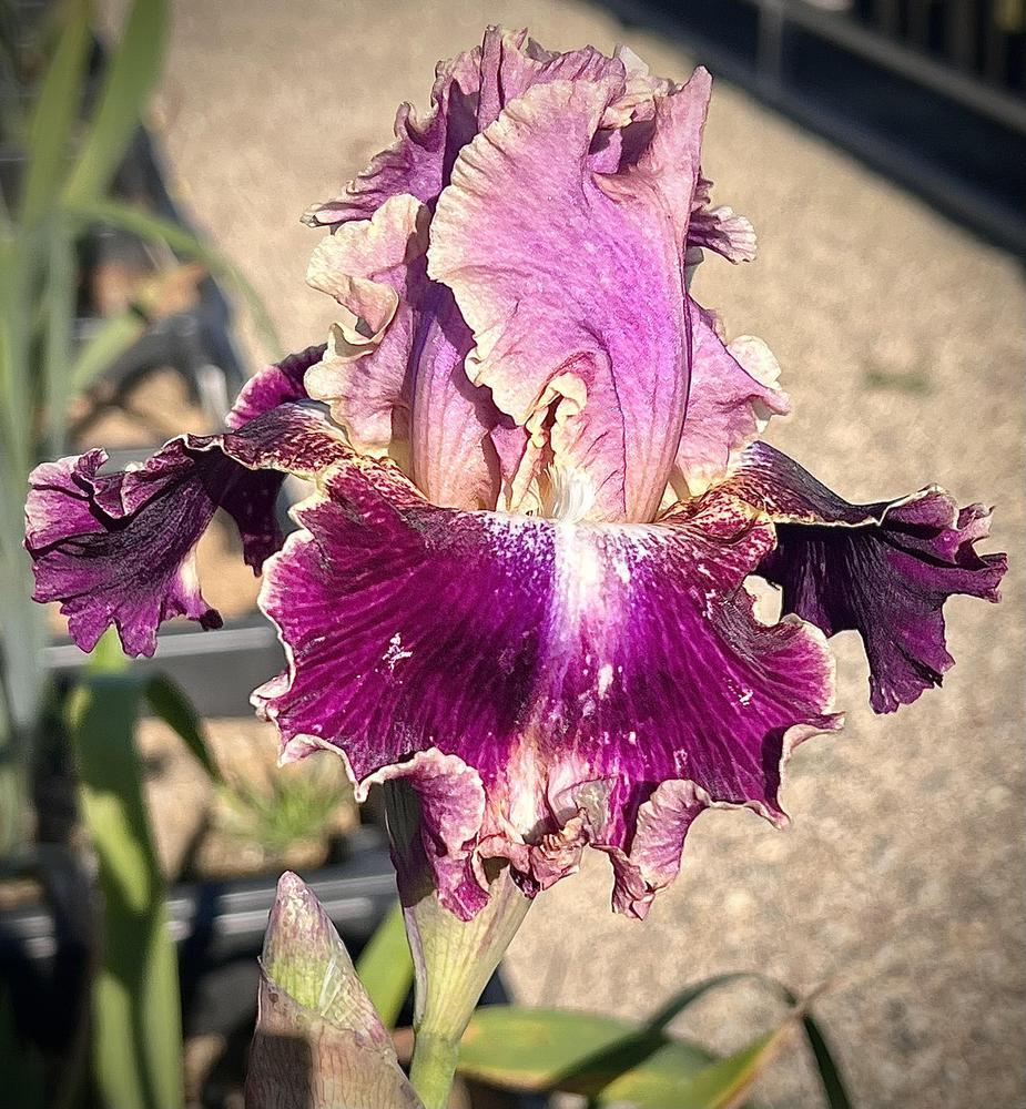 Photo of Tall Bearded Iris (Iris 'New Leaf') uploaded by LizzyLegs