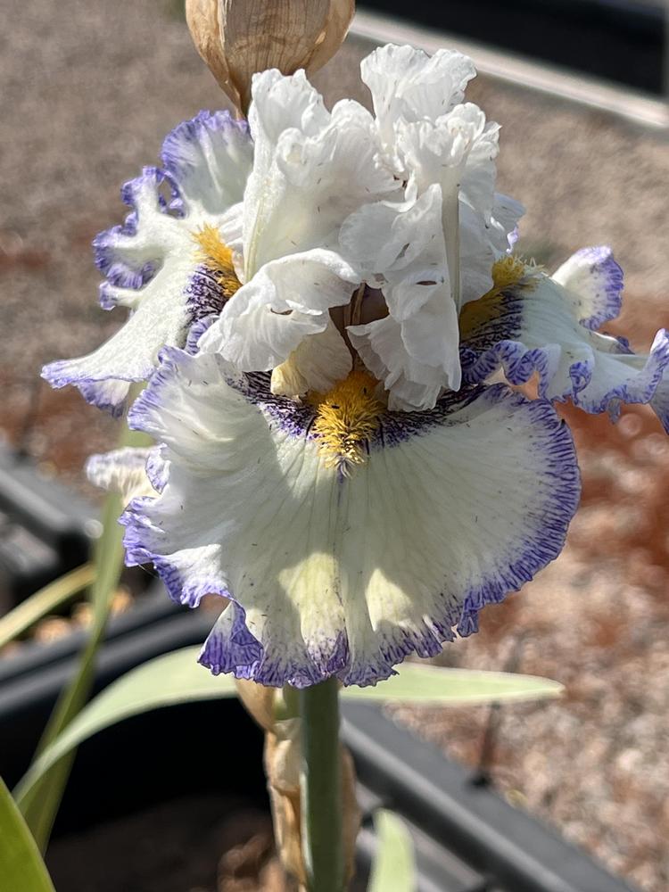 Photo of Tall Bearded Iris (Iris 'Margin Trader') uploaded by LizzyLegs