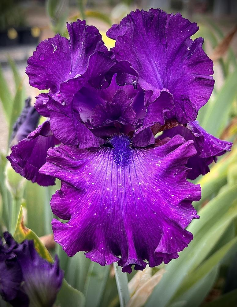 Photo of Tall Bearded Iris (Iris 'Swingtown') uploaded by LizzyLegs