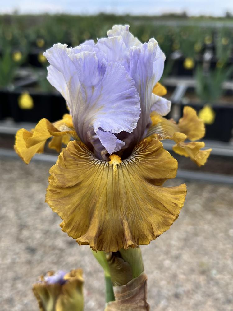 Photo of Tall Bearded Iris (Iris 'Olive Windows') uploaded by LizzyLegs