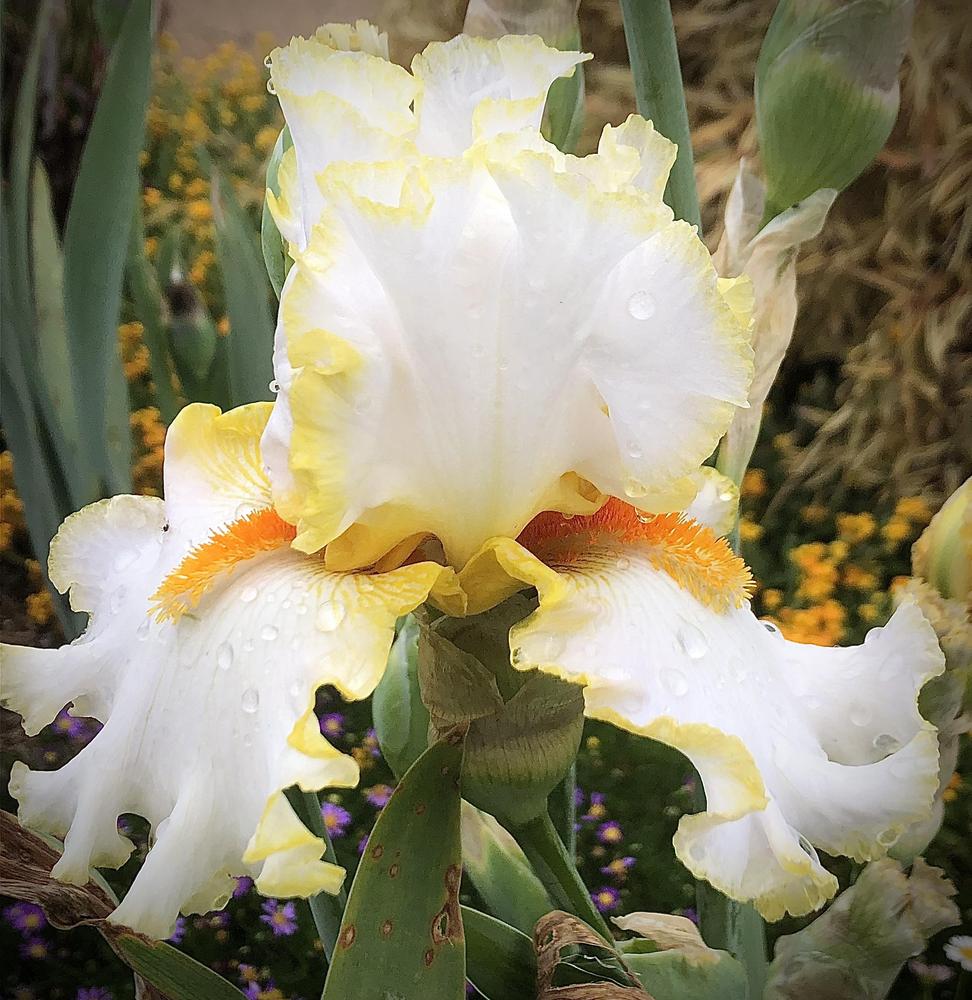 Photo of Tall Bearded Iris (Iris 'Stolen Sweets') uploaded by LizzyLegs
