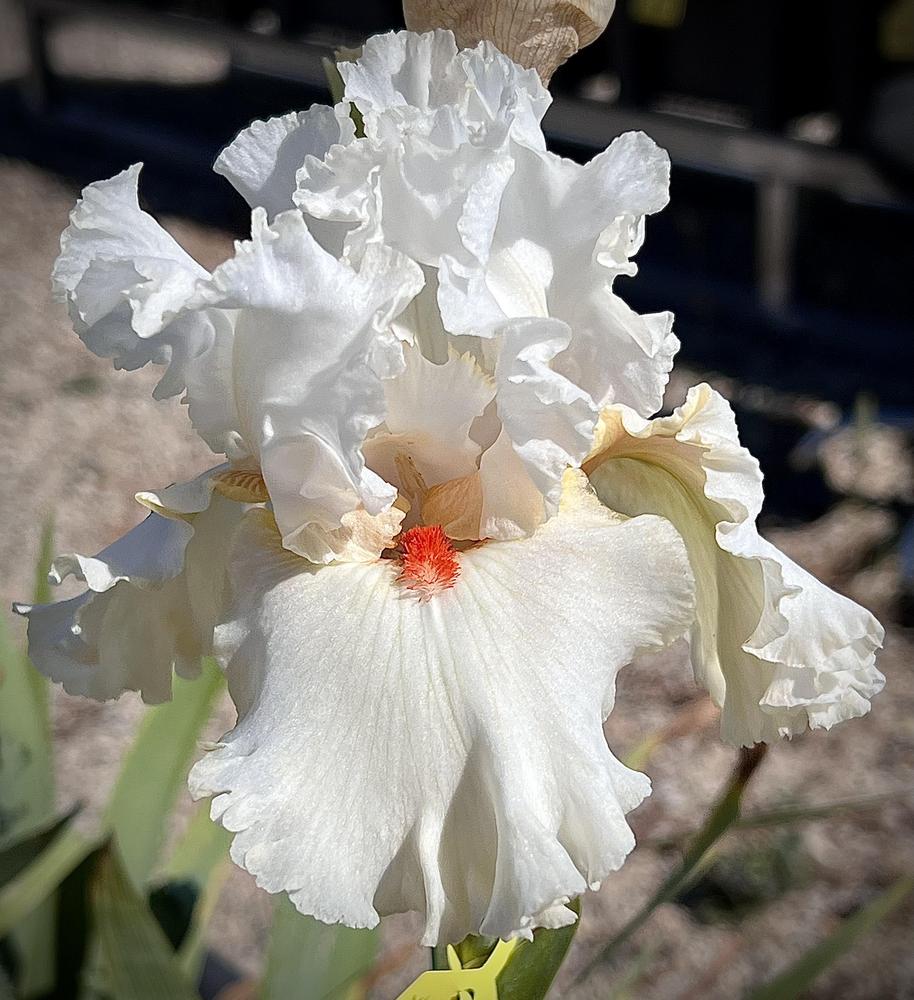 Photo of Tall Bearded Iris (Iris 'Jersey Bounce') uploaded by LizzyLegs