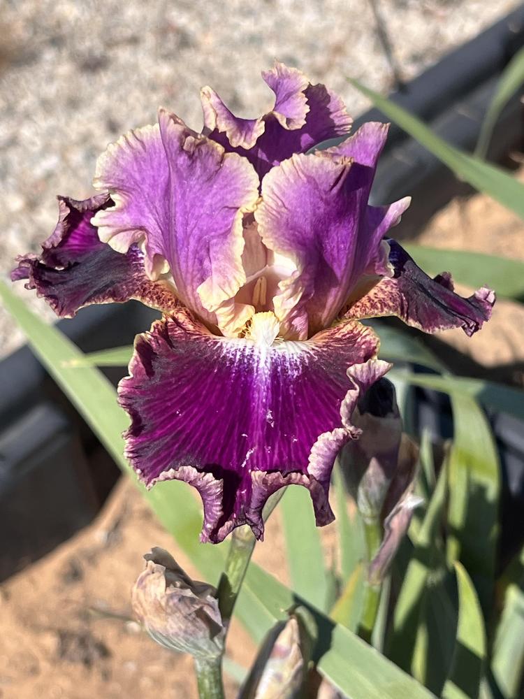 Photo of Tall Bearded Iris (Iris 'New Leaf') uploaded by LizzyLegs